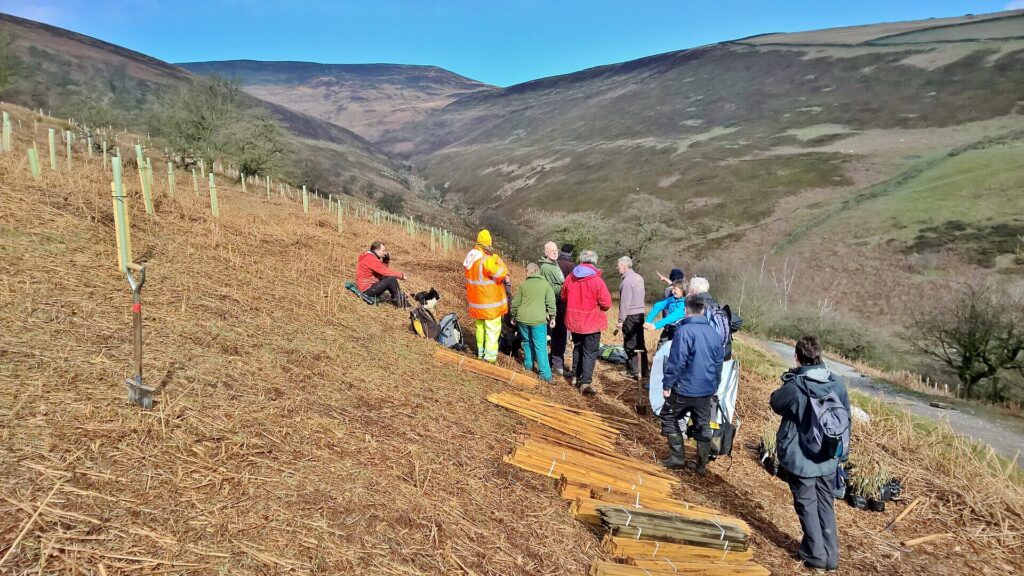 Volunteers preparing to plant hundreds of native trees as part of a woodland restoration project in Wales.