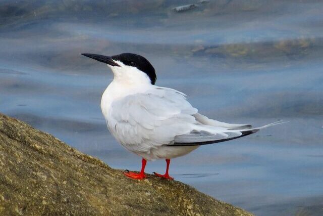 Roseate tern seabird on Coquet Island Northumberland