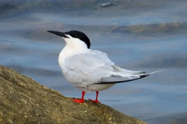 Roseate tern seabird on Coquet Island Northumberland