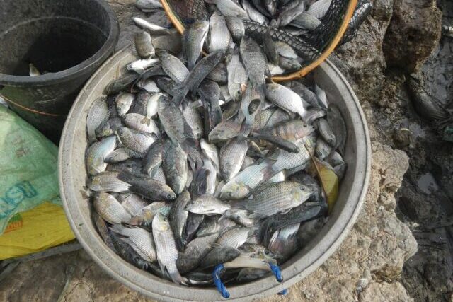 Blackchin tilapia caught in a bucket after removal from a Thai freshwater canal to help control an invasive fish species.