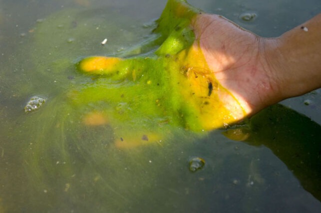 Harmful algal bloom caused by phosphate pollution