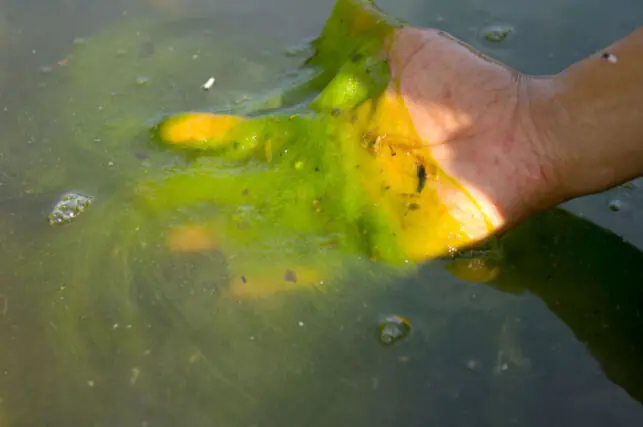 Harmful algal bloom caused by phosphate pollution