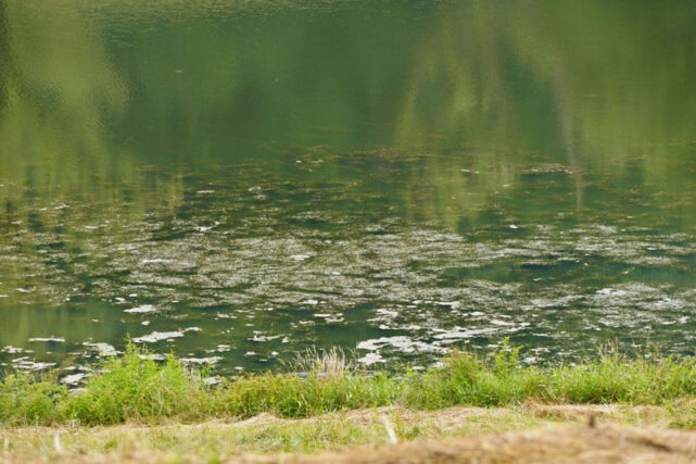 Algae bloom covering polluted freshwater