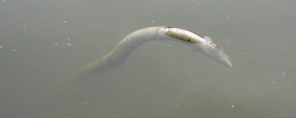 European eel in Lough Neagh freshwater habitat