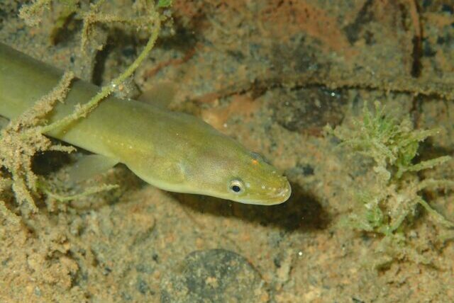 Critically endangered European eel in freshwater habitat
