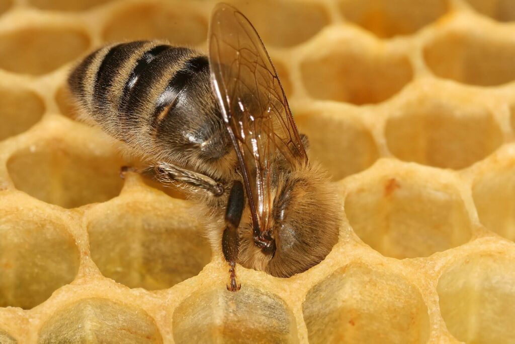 Honeybee resting on honeycomb inside a beehive
