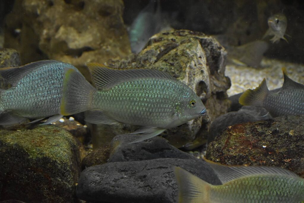 Blackchin tilapia swimming in a freshwater stream where the invasive fish threatens native aquatic wildlife.