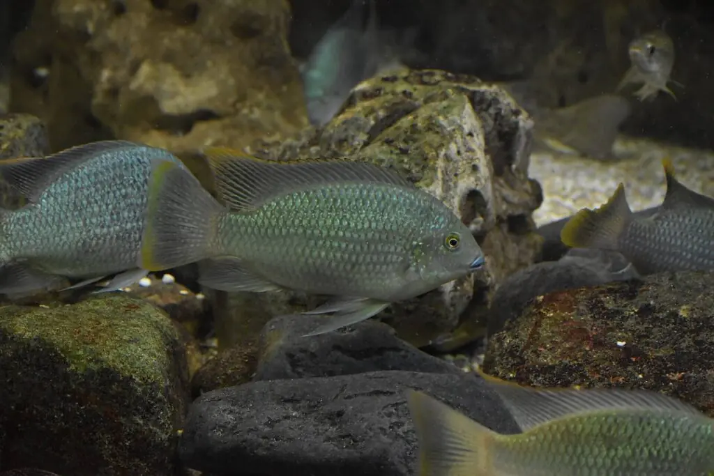 Blackchin tilapia swimming in a freshwater stream where the invasive fish threatens native aquatic wildlife.