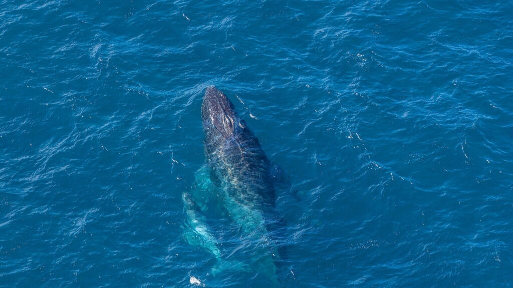 Gray whale swimming in the Pacific Ocean