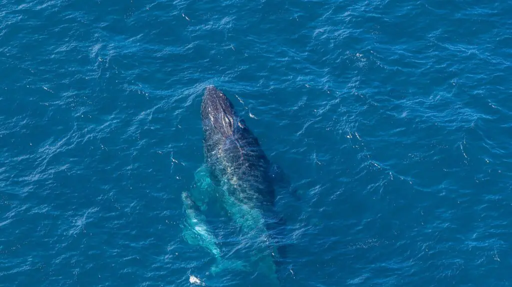 Gray whale swimming in the Pacific Ocean