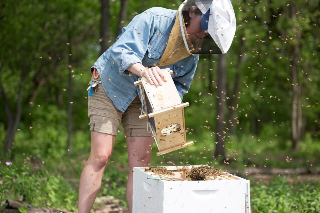 Beekeepers inspecting honeybee colonies threatened by pesticides