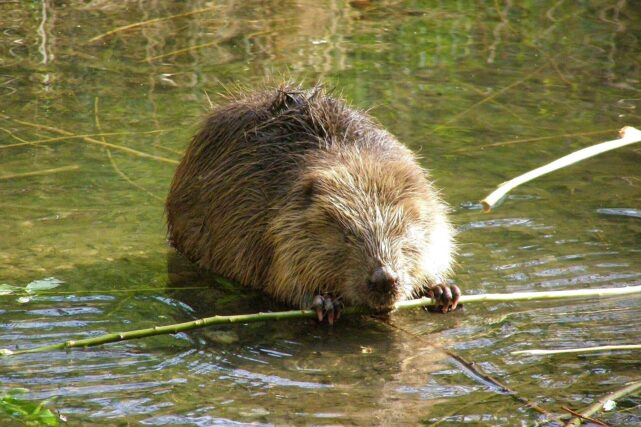 Beaver swimming in Loch Beinn a Mheadhoin, Scotland