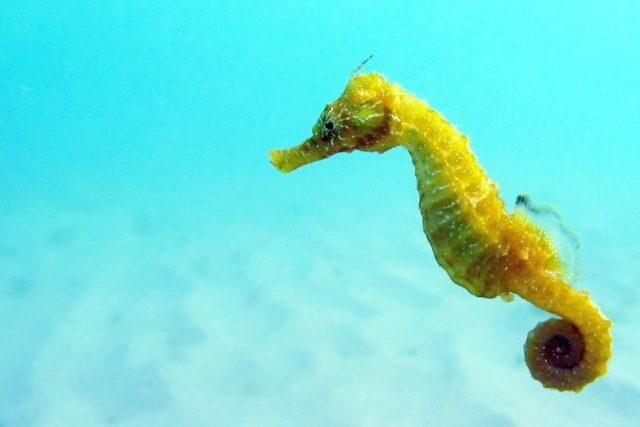 Wild seahorse in UK coastal waters, highlighting the importance of seahorse conservation