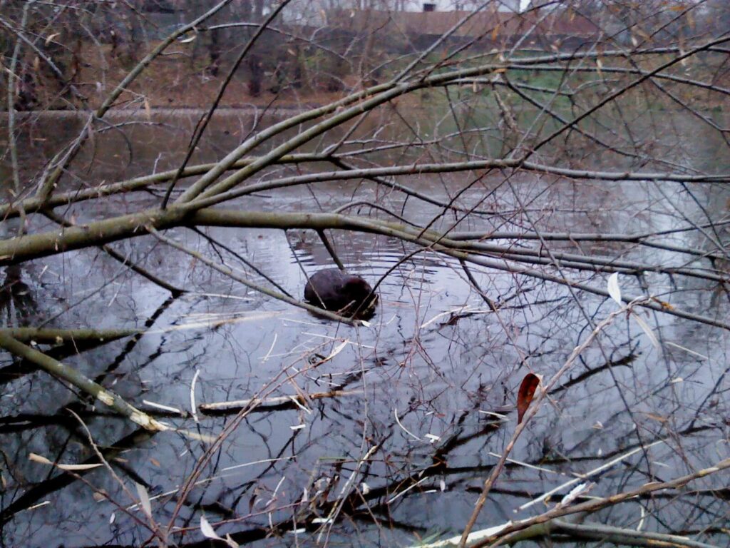 Reintroduced beaver swimming in a Scottish loch