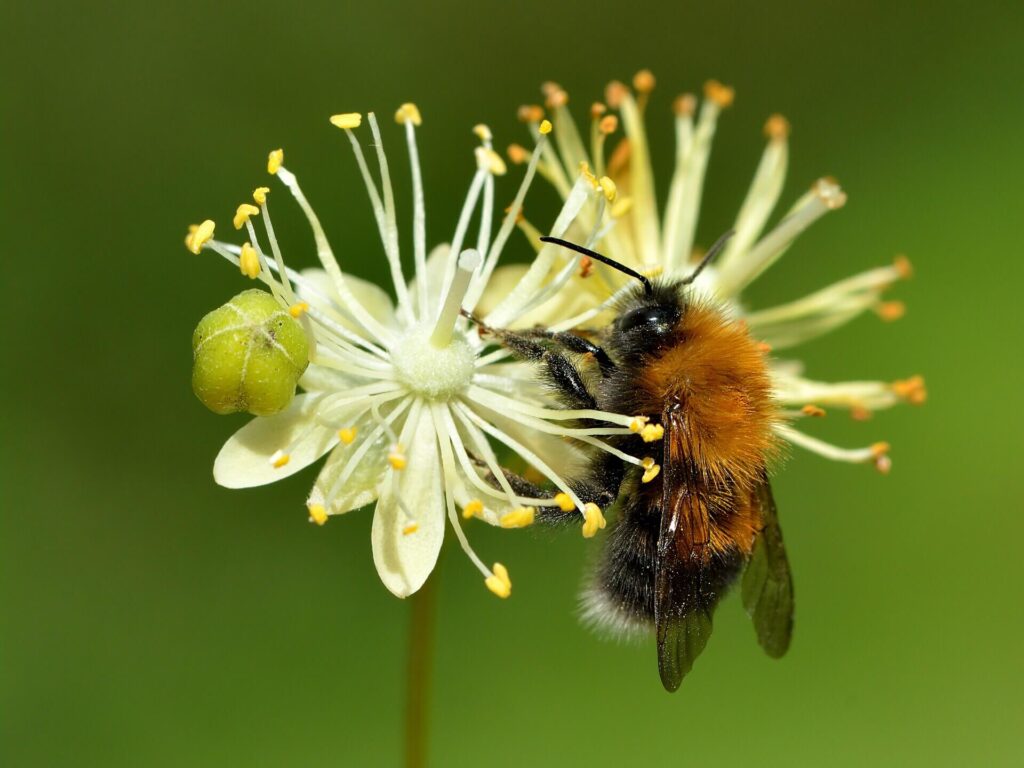 Bumblebee collecting nectar from a wildflower