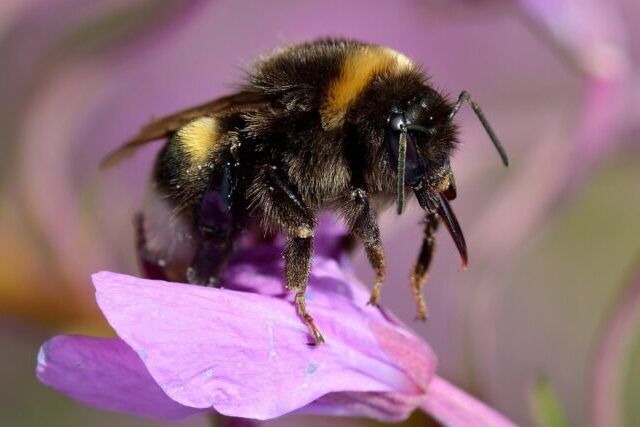Bumblebee pollinator feeding in a wildflower meadow
