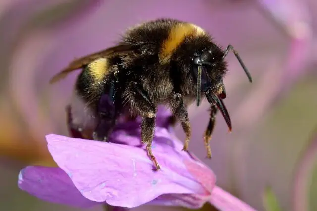 Bumblebee pollinator feeding in a wildflower meadow