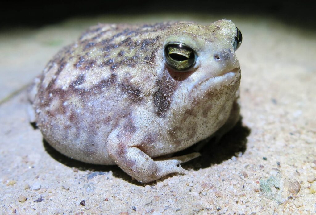 Desert rain frog, an endangered species of southern Africa