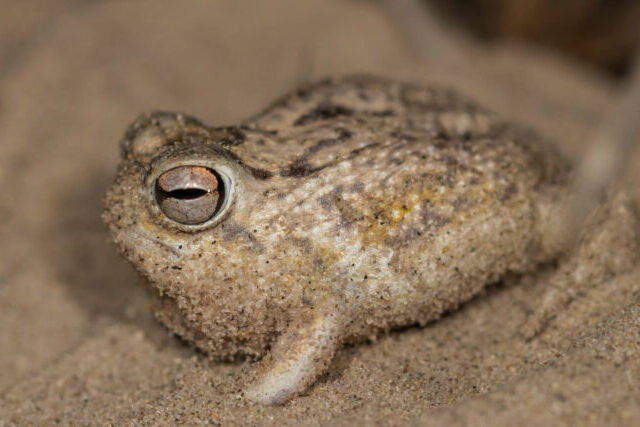 Desert rain frog in its natural sandy habitat in southern Africa