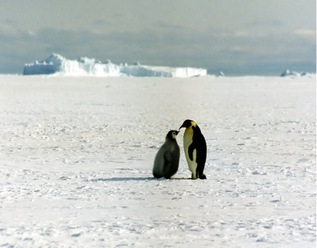 Emperor penguin on Antarctic sea ice