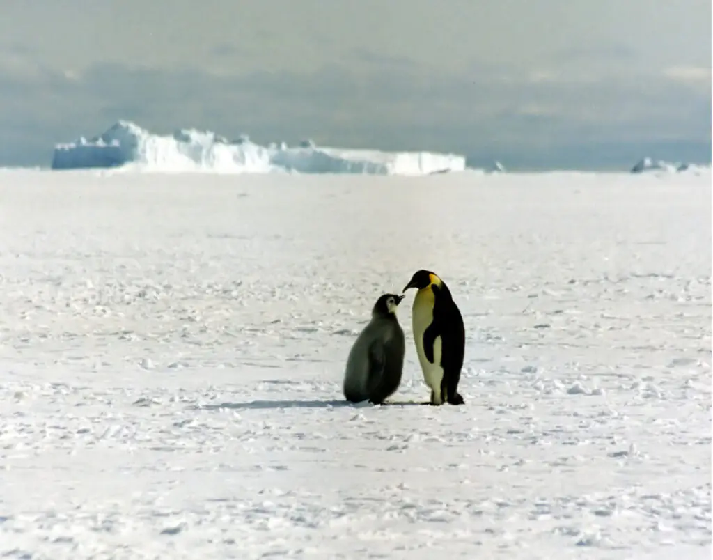 Emperor penguin on Antarctic sea ice