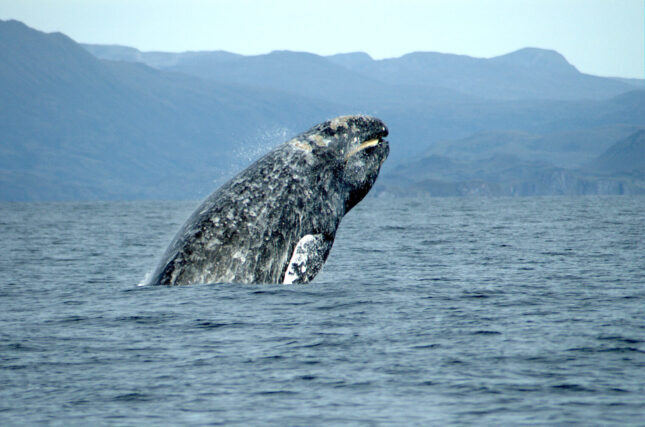 Gray whale swimming through coastal waters