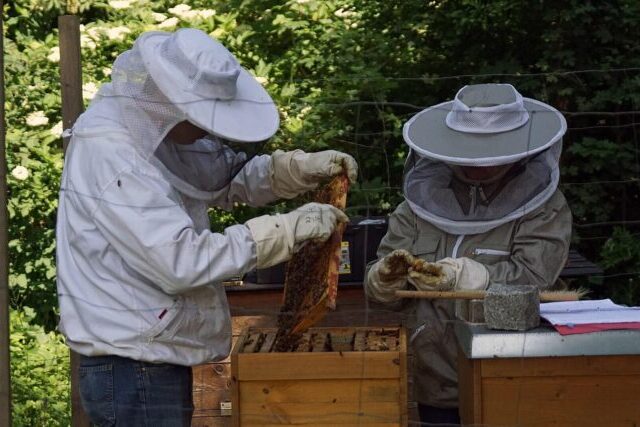 Beekeepers working with honeybee hives to support pollinator health