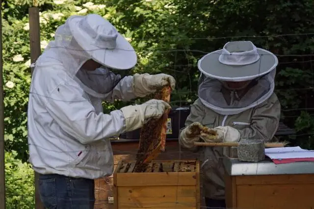Beekeepers working with honeybee hives to support pollinator health