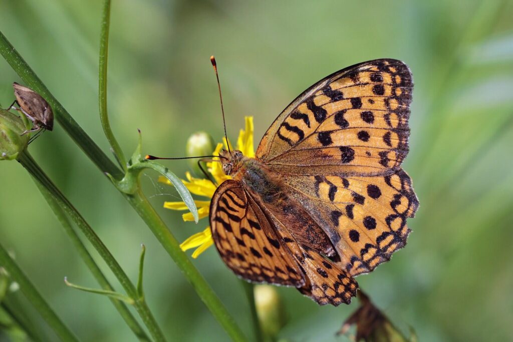 High brown fritillary butterfly showing distinctive orange and black markings