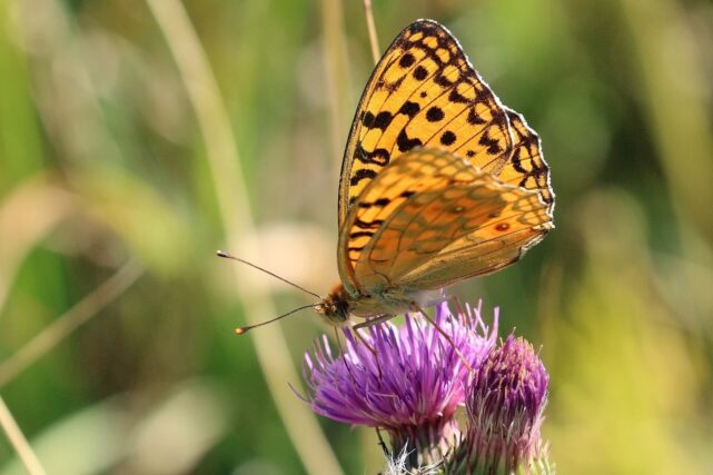 High brown fritillary butterfly in its natural habitat in Wales