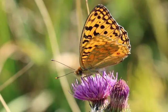 High brown fritillary butterfly in its natural habitat in Wales