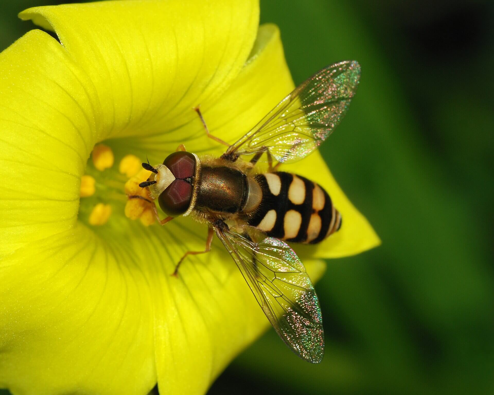 Male hoverfly feeding on a wildflower, supporting biodiversity and healthy pollinator habitats