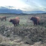 Conservation grazing with native highland cattle