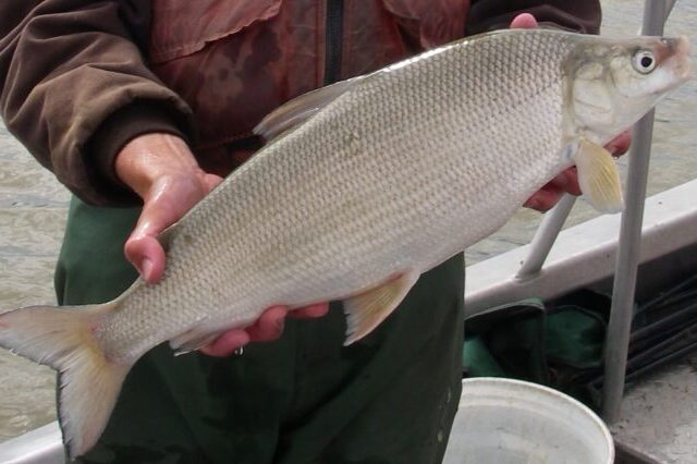 Freshly caught lake whitefish from the Great Lakes, a native freshwater fish whose populations are declining because of invasive mussels.