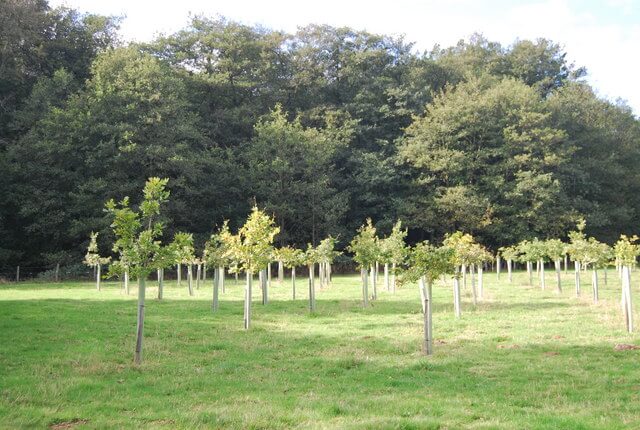 Newly planted trees in Northern Ireland helping restore woodland, capture carbon and support nature recovery
