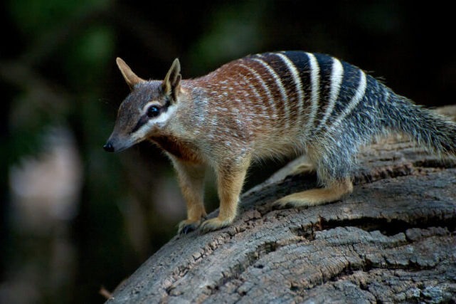 Numbat Australian marsupial in its natural habitat