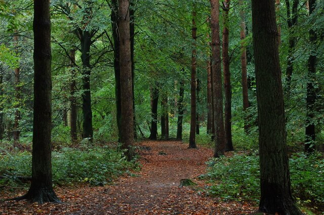Native woodland in Northern Ireland supporting biodiversity, wildlife habitats and climate resilience