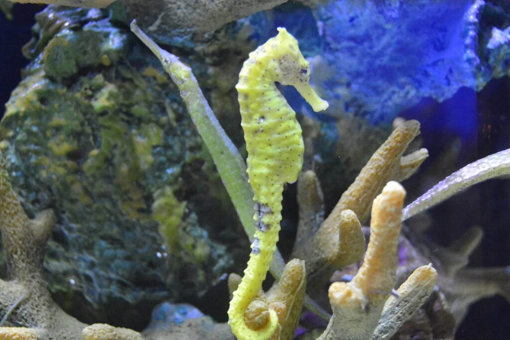 Seahorse in its natural marine habitat, representing vulnerable UK marine wildlife