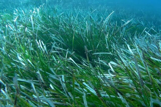 Seagrass meadow providing habitat for marine wildlife in Cornwall