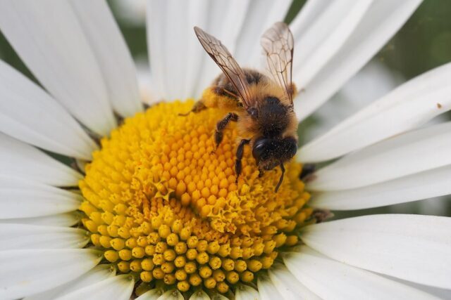 Honeybee feeding on a wildflower in a natural habitat