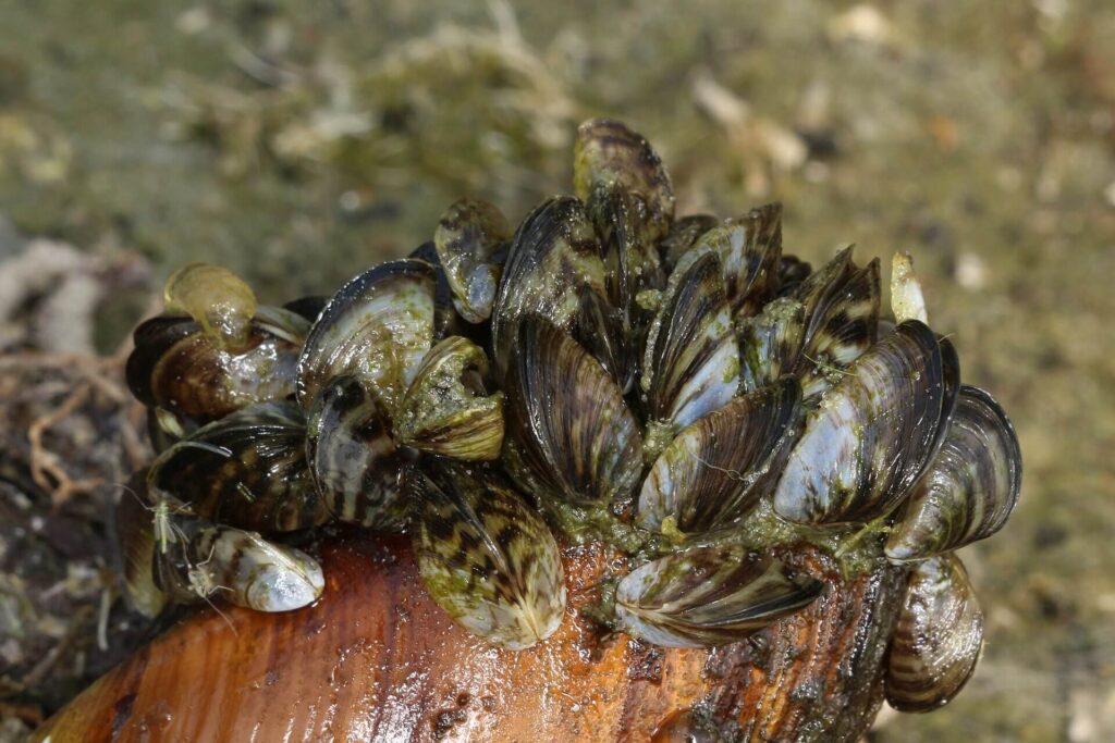Zebra mussels covering rocks on the bed of the Great Lakes, an invasive species threatening lake whitefish and freshwater biodiversity.