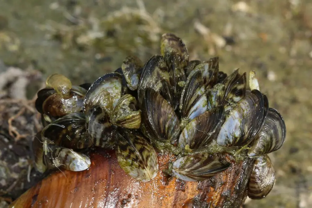 Zebra mussels covering rocks on the bed of the Great Lakes, an invasive species threatening lake whitefish and freshwater biodiversity.