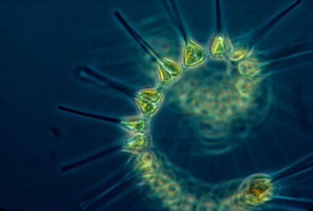 Zooplankton under a microscope, tiny marine animals that form a vital link in ocean food webs and are indicators of marine ecosystem health in the North East Atlantic.