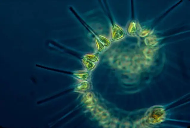 Zooplankton under a microscope, tiny marine animals that form a vital link in ocean food webs and are indicators of marine ecosystem health in the North East Atlantic.