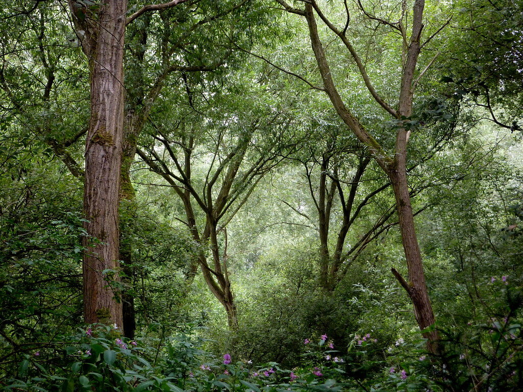 Community UK habitat restoration
