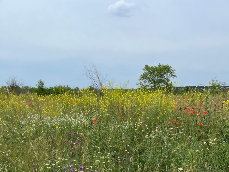 Donate to UK habitat restoration