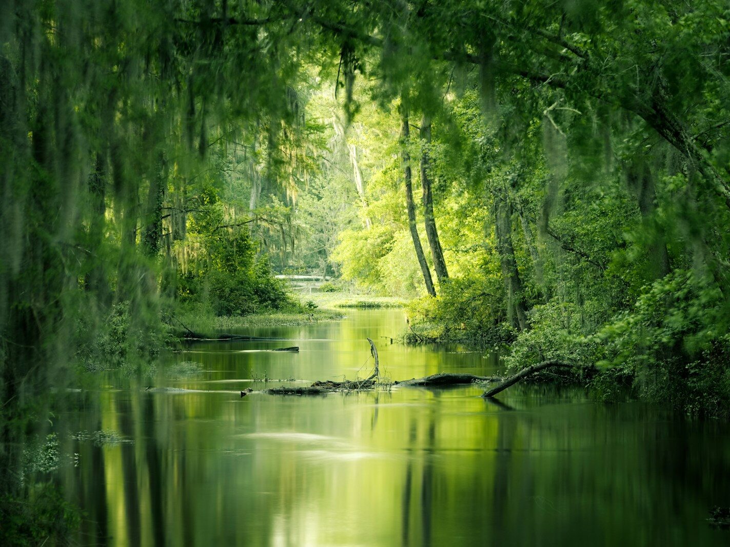 Volunteer for UK habitat restoration