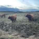 Conservation grazing with native highland cattle