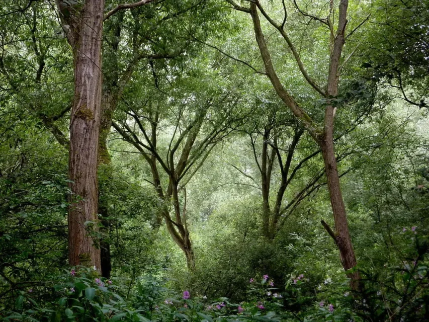 Community UK habitat restoration