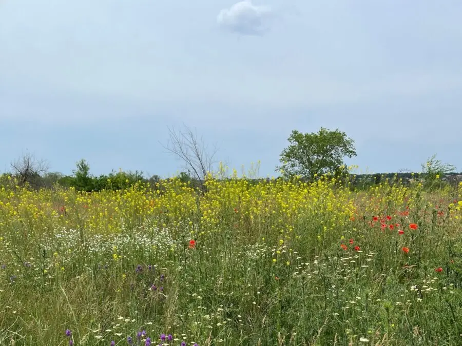 Donate to UK habitat restoration